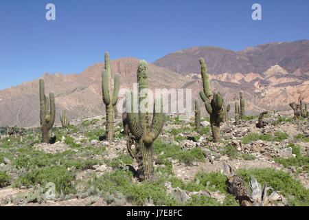 Cactus dans El Pucará ruines à Tilcara, Quebrada de Humahuaca, Argentine Banque D'Images