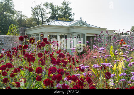 Verbena bonariensis et Dahlia 'Arabian night' avec la maison d'été dans l'arrière-plan Banque D'Images