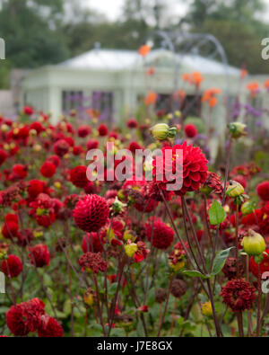 Dahlia 'Arabian night' Banque D'Images