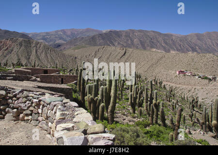 El Pucará ruines à Tilcara, Quebrada de Humahuaca, Argentine Banque D'Images