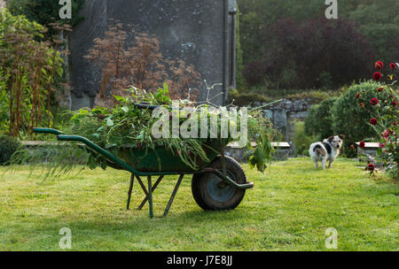 Brouette pleine de boutures de plantes et les mauvaises herbes sur une pelouse avec un jack Russell Banque D'Images