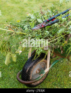 Brouette pleine de boutures de plantes et les mauvaises herbes Banque D'Images