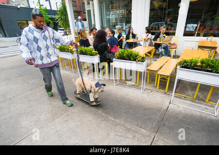 Cockapoo portant un New York Yankee cap et apprendre à faire de la planche à roulettes à l'avant de la fille du boucher dans le restaurant Nolita, New York City Banque D'Images