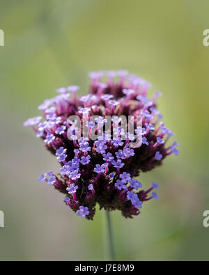 Verbena bonariensis floraison Banque D'Images