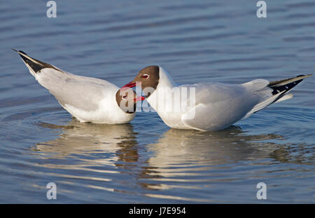 Mouette rieuse Chroicocephalus ridibundus deux adultes dans la région de parade nuptiale sur l'eau, Banque D'Images