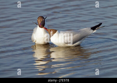 Mouette rieuse Chroicocephalus ridibundus deux adultes dans la région de parade nuptiale sur l'eau, Banque D'Images