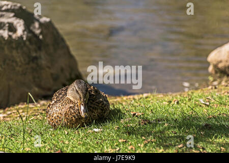 Accroupi sur le canard les banques de la rivière Bow Banque D'Images