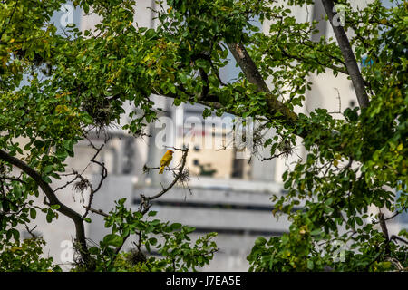 Petit oiseau jaune orange mâle jaune naine Finch (Sicalis columbiana) dans un arbre à la recherche de la ville - Cali, Colombie Banque D'Images