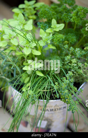 Des herbes dans un godet de décoration Banque D'Images