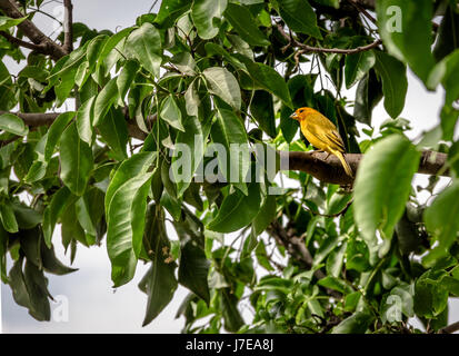 Petit oiseau jaune orange mâle jaune naine Finch (Sicalis columbiana) dans un arbre - Cali, Colombie Banque D'Images