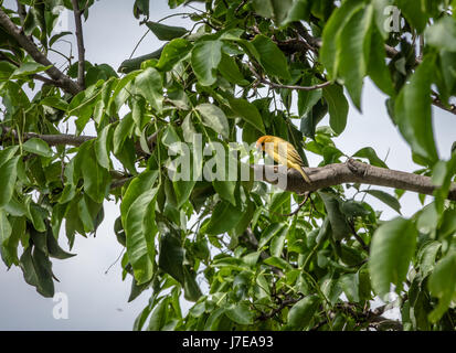Petit oiseau jaune orange mâle jaune naine Finch (Sicalis columbiana) dans un arbre - Cali, Colombie Banque D'Images