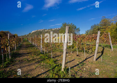 Vignoble sous la vieille ville de Buzet, à l'automne, Istrie, Croatie Banque D'Images