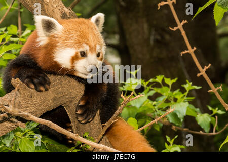 Un panda rouge de l'escalade dans un arbre dans le zoo de Central Park à New York Banque D'Images