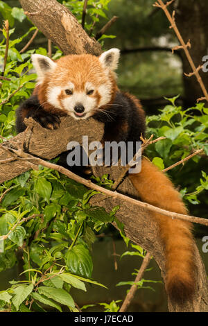 Un panda rouge de l'escalade dans un arbre dans le zoo de Central Park à New York Banque D'Images