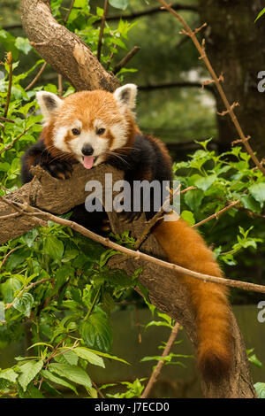Un panda rouge de l'escalade dans un arbre dans le zoo de Central Park à New York Banque D'Images