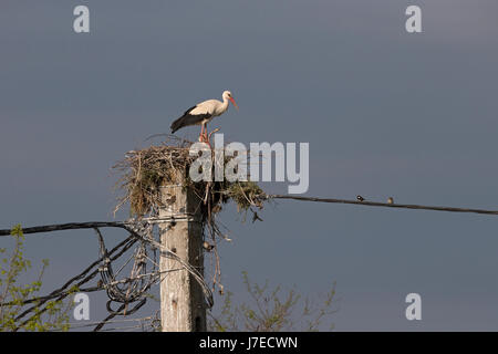 Cigogne Blanche (Ciconia ciconia) Roumanie RO Mai 2017 Banque D'Images