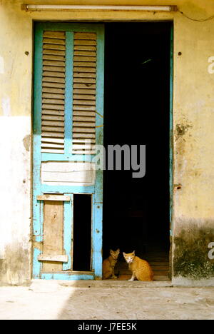 Les chats dans une embrasure, Delta du Mekong, Vietnam Banque D'Images