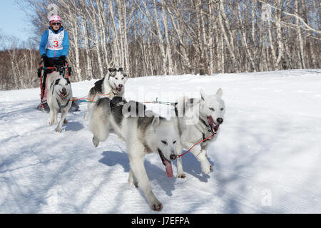 Chien de Traîneau est jeune musher Alisa Ischenko du Kamtchatka. Compétitions Enfants Kamchatka Course de chiens de traîneau (Dyulin Beringia). Banque D'Images
