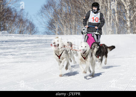 Chien de Traîneau est jeune musher Kamchatka Elizabeth Popova. Compétitions Enfants Kamchatka Course de chiens de traîneau (Dyulin Beringia). Banque D'Images