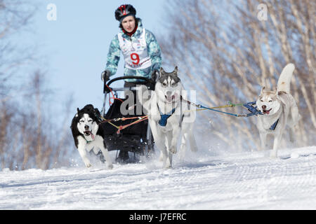 Les jeunes chiens de traîneau est Elizabeth Grishina musher du Kamtchatka. Compétitions Enfants Kamchatka Course de chiens de traîneau (Dyulin Beringia). Banque D'Images