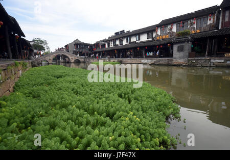 Hangzhou. 25 mai, 2017. Photo prise le 25 mai 2017 présente le watermifoil dans une rivière de Xitang, ville ancienne, la Chine de l'est la province de Zhejiang. Watermifoil est planté dans la rivière pour la purification de l'eau. Credit : Wang Dingchang/Xinhua/Alamy Live News Banque D'Images