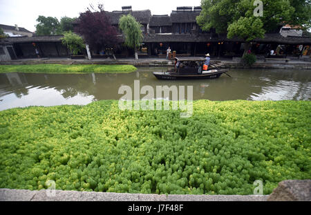 Hangzhou. 25 mai, 2017. Photo prise le 25 mai 2017 présente le watermifoil dans une rivière de Xitang, ville ancienne, la Chine de l'est la province de Zhejiang. Watermifoil est planté dans la rivière pour la purification de l'eau. Credit : Wang Dingchang/Xinhua/Alamy Live News Banque D'Images