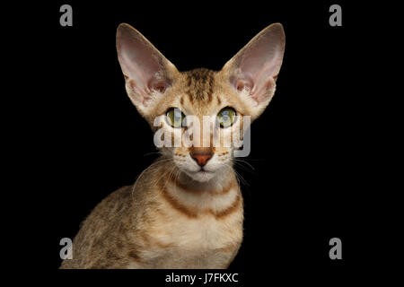 Chaton Peterbald isolé sur fond noir Banque D'Images