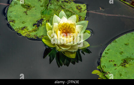 Parfumé coloré nénuphars à Beaver Lake dans le parc Stanley. Banque D'Images