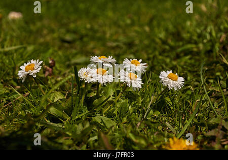 Dans les herbes Camomille croissante. Printemps fleur sur fond flou. Au printemps. La Russie, dans la région de Moscou, en mai.Среди травы растет ромашка. Banque D'Images