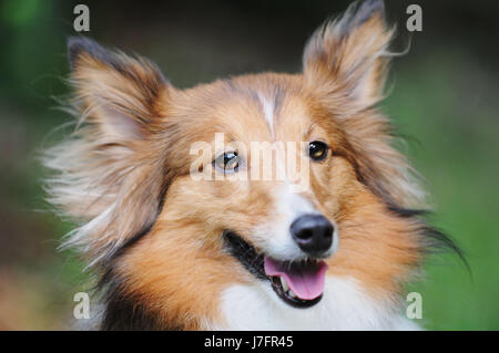 Portrait de berger Shetland Banque D'Images