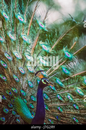 Paons mâle ou Peacock, Pavo cristatus, parc national de Keoladeo Ghana, Bharatpur, Rajasthan, Inde Banque D'Images