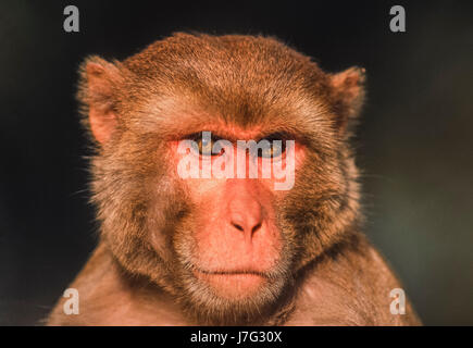 Macaque rhésus mâles, Macaca mulatta, parc national de Keoladeo Ghana, Bhartpur, Rajasthan, Inde Banque D'Images