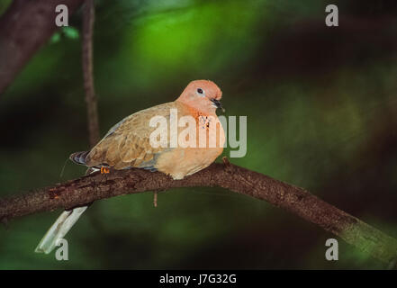 Laughing Dove, (Spilopelia senegalensis), le parc national de Keoladeo Ghana, Bharatpur, Rajasthan, Inde Banque D'Images