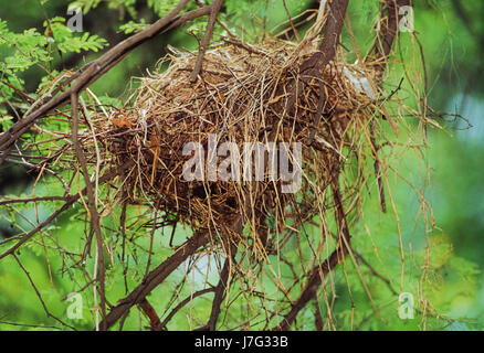 Asian Pied Starling ou pied Myna, Gracupica contra, nid, parc national de Keoladeo Ghana, Bharatpur, Rajasthan, Inde Banque D'Images