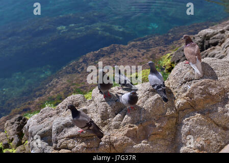 Les pigeons sur des rochers au-dessus de la mer Banque D'Images