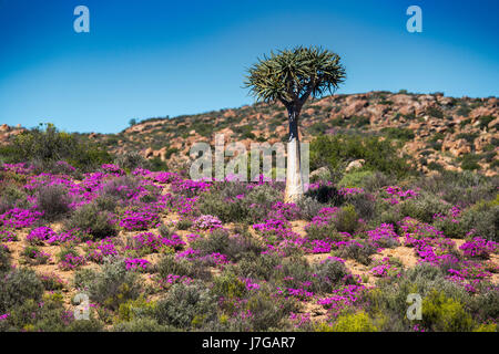 Quiver Tree (Aloe dichotoma) avec des fleurs violet et rose, fleur de midi (Drosanthemum hispidum), Namaqualand, Liège Banque D'Images