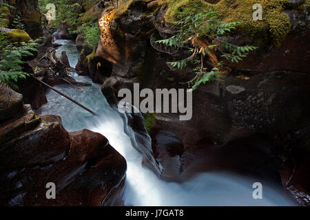 Wild creek, Avalanche Creek, Parc National des glaciers, montagnes Rocheuses, Montana, USA Banque D'Images