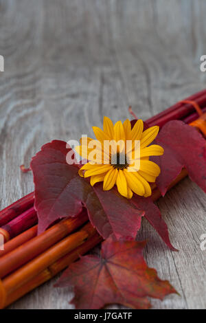 Fleur plante bambou feuillage automne automne automne rouge feuille page fleur plante bois Banque D'Images