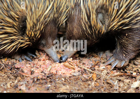 Échidné à nez court (Tachyglossus aculeatus), paire d'animaux de nourriture, portrait, Mount Lofty, Australie du Sud, Australie Banque D'Images