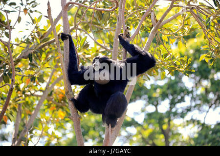 Siamang (Symphalangus syndactylus), adulte, assis dans l'arbre, appelant, captive, en Asie du Sud-Est, l'Asie Banque D'Images