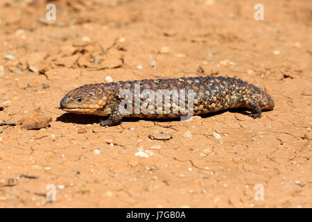 (Tiliqua rugosa scinque Bobtail), adulte, d'exécution, Sturt National Park, New South Wales, Australie Banque D'Images