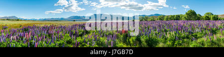 À grandes feuilles mauve lupins (Lupinus polyphyllus), Lake Tekapo en face de Alpes du Sud, Canterbury, île du Sud, Nouvelle-Zélande Banque D'Images