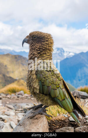 Perroquet de montagne, Kea (Nestor notabilis) dans les montagnes, Kepler Track, Fiordland National Park, South Island, New Zealand Banque D'Images