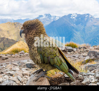 Perroquet de montagne, Kea (Nestor notabilis) dans les montagnes, Kepler Track, Fiordland National Park, South Island, New Zealand Banque D'Images