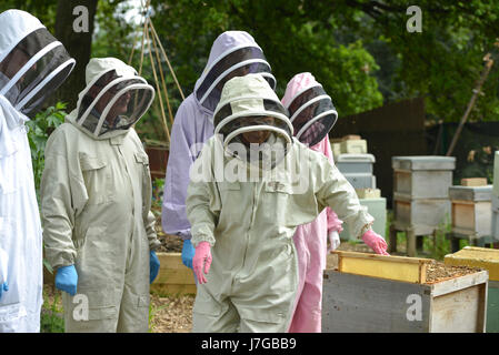 De l'apiculture urbaine d'abeilles dans le quartier londonien de Kennington Park. Banque D'Images