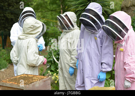 De l'apiculture urbaine d'abeilles dans le quartier londonien de Kennington Park. Banque D'Images