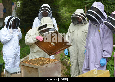 De l'apiculture urbaine d'abeilles dans le quartier londonien de Kennington Park. Banque D'Images