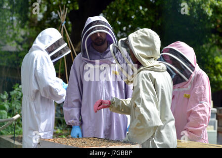 De l'apiculture urbaine d'abeilles dans le quartier londonien de Kennington Park. Banque D'Images