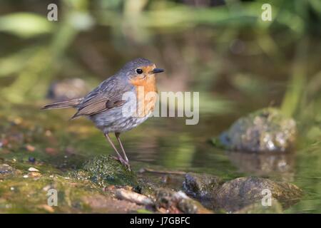 Robin (Erithacus rubecula aux abords) sur creek, Hesse, Allemagne Banque D'Images
