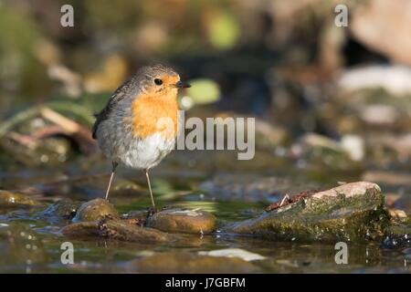 Robin (Erithacus rubecula aux abords) sur creek, Hesse, Allemagne Banque D'Images